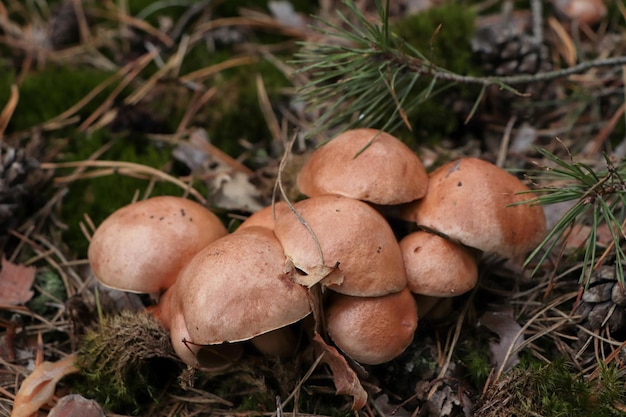 Hermosas setas pequeñas que crecen en el suelo al aire libre closeup