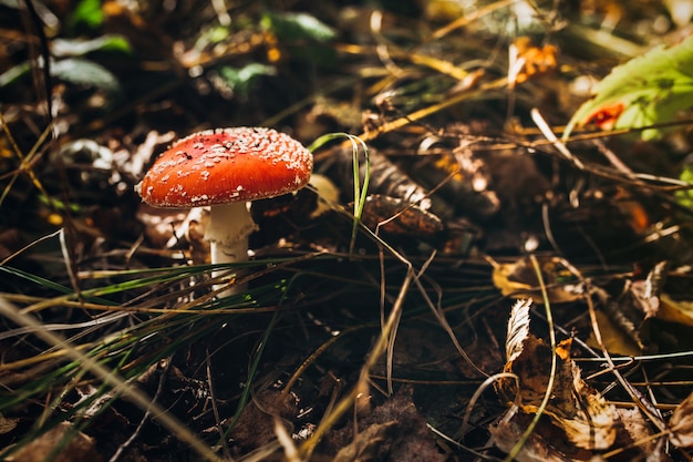 Hermosas setas venenosas en un tocón en el bosque de otoño