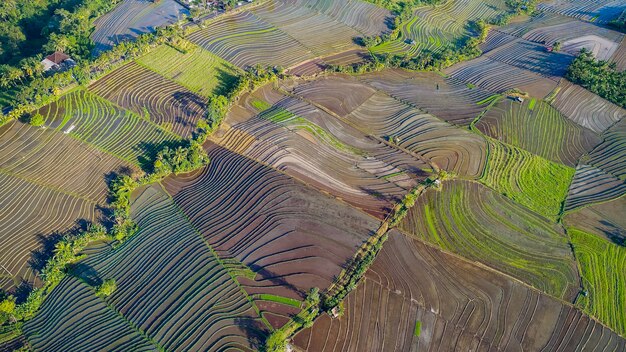 Hermosas terrazas de arroz en la luz de la mañana cerca de la aldea de Tegallalang, Ubud, Bali, Indonesia.