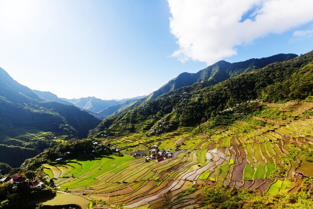 Hermosas terrazas de arroz verde en Filipinas. Cultivo de arroz en la isla de Luzón.