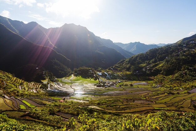 Hermosas terrazas de arroz verde en Filipinas. Cultivo de arroz en la isla de Luzón.