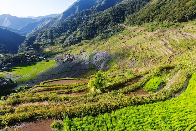 Hermosas terrazas de arroz verde en Filipinas. Cultivo de arroz en la isla de Luzón.