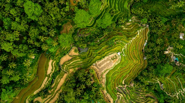 Hermosas terrazas de arroz en la vista aérea de la isla de Bali