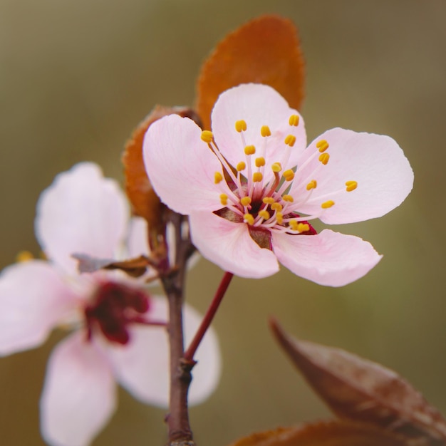 Foto hermosas y tiernas flores de sakura en primavera en un árbol