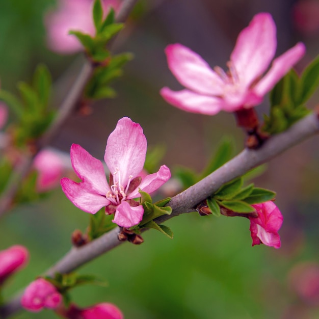 Hermosas y tiernas flores de sakura en primavera en un árbol