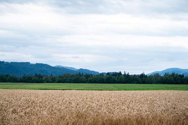 Hermosas tierras de cultivo con campo de trigo dorado y prados verdes