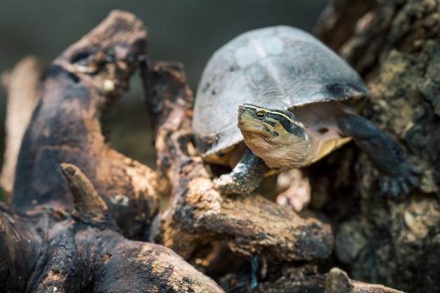 Hermosas tortugas en el arbol