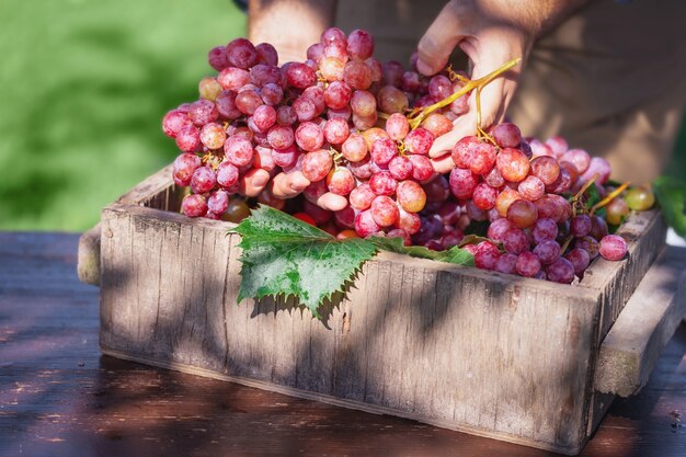 Hermosas uvas frescas crudas y orgánicas