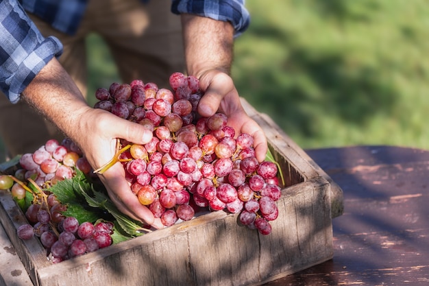 Hermosas uvas frescas crudas y orgánicas