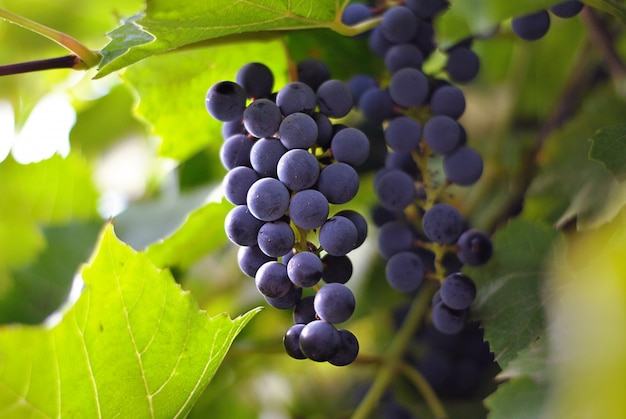 Hermosas uvas sabrosas en la rama en el jardín