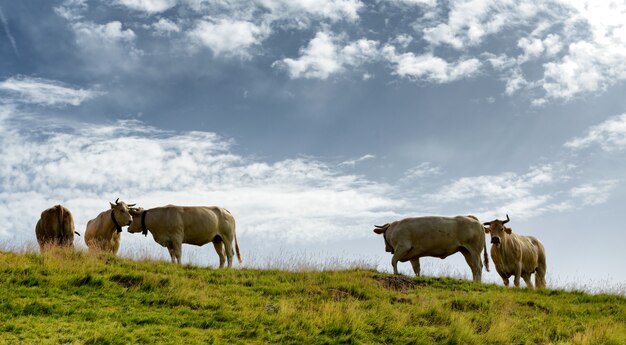 Hermosas vacas pastando en los pastos alpinos