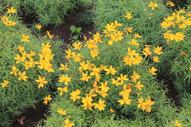 Hermosas violetas naranjas brillantes de tango