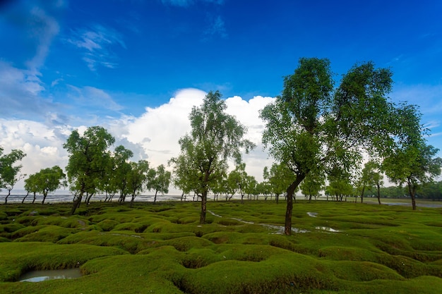 Hermosas vistas del bosque de manglares y la popular playa de mar en Guliakhali Sea Beach Muradpur Sitakunda Chittagong Division Bangladesh