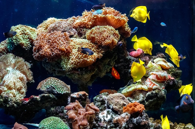 Un hermoso acuario con corales y peces amarillo zebrasome amarillo tang