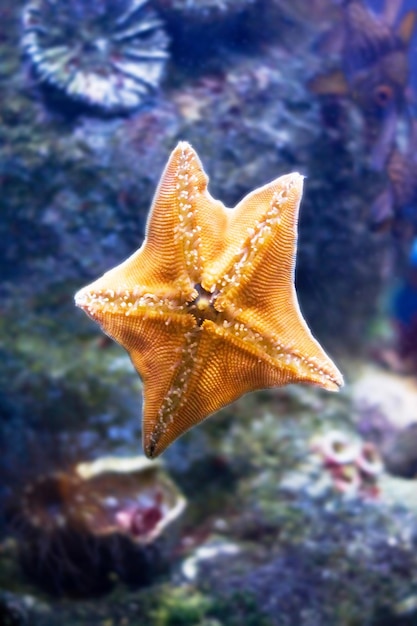 Hermoso acuario exótico concepto de naturaleza submarina