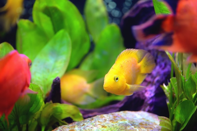 Foto hermoso acuario con loro de sangre cíclido.