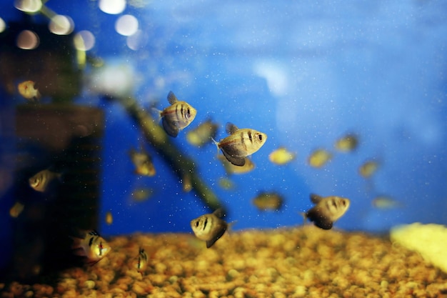 Hermoso acuario con peces en la tienda de mascotas de cerca