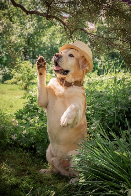 Hermoso y adorable perro labrador leonado con sombrero al aire libre