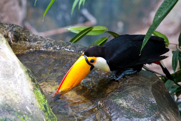 Hermoso agua potable de tucan en la selva