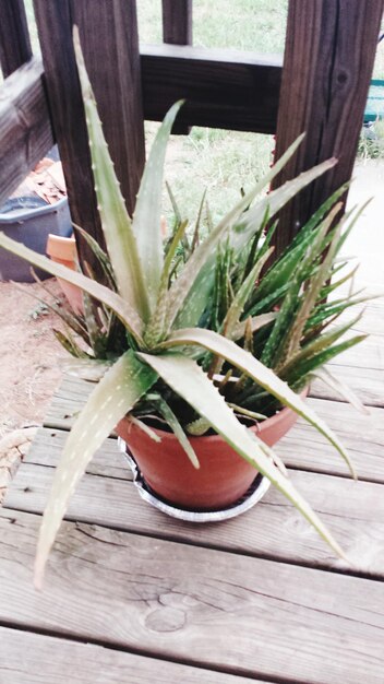 Foto el hermoso aloe vera.