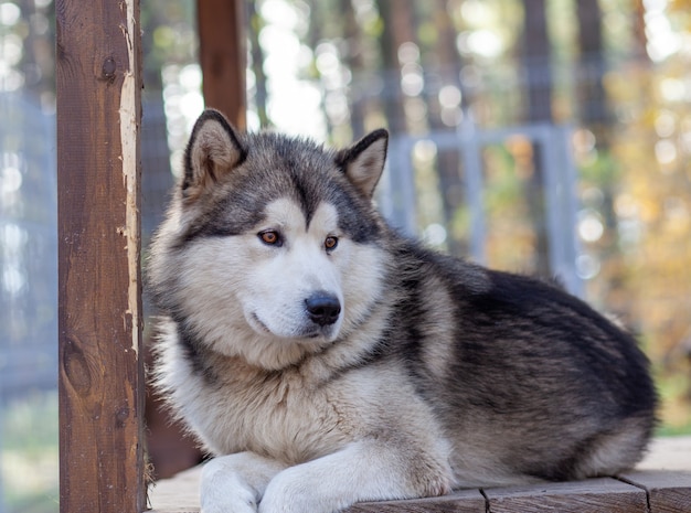 Un hermoso y amable pastor Alaskan Malamute se sienta en un recinto detrás de las rejas y mira con ojos inteligentes. Aviario interior.