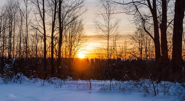 hermoso amanecer con árboles secos en invierno