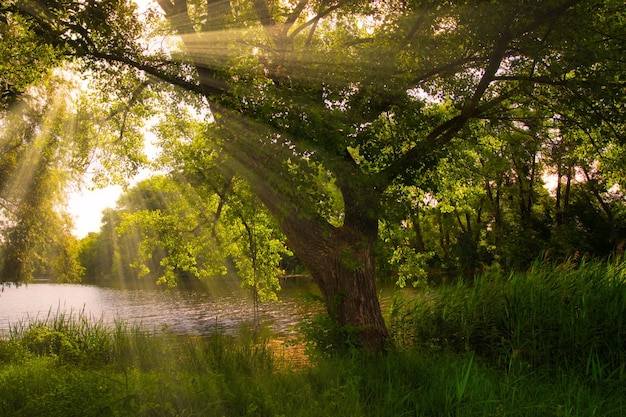 Hermoso amanecer brumoso de primavera en un campo con árboles