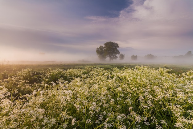 Hermoso amanecer brumoso en la primavera en el río