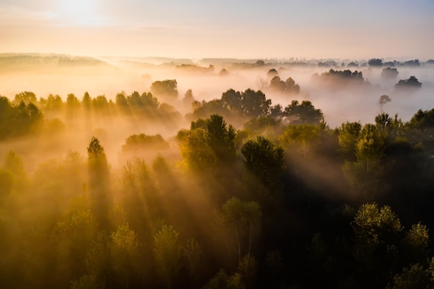 Hermoso amanecer brumoso sobre los árboles Vista aérea