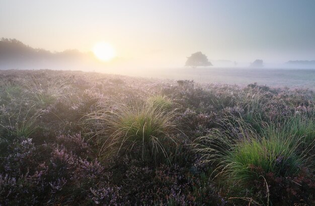 hermoso amanecer brumoso sobre el brezo en flor