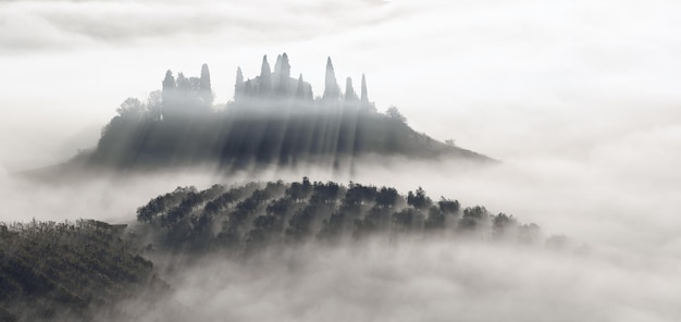 Hermoso amanecer brumoso en Toscana, Italia con viñedos y árboles. Fondo brumoso natural en blanco y negro