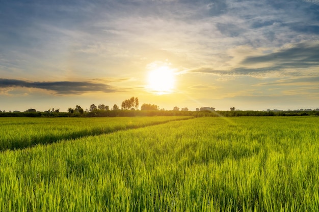 Hermoso amanecer en el campo de arroz