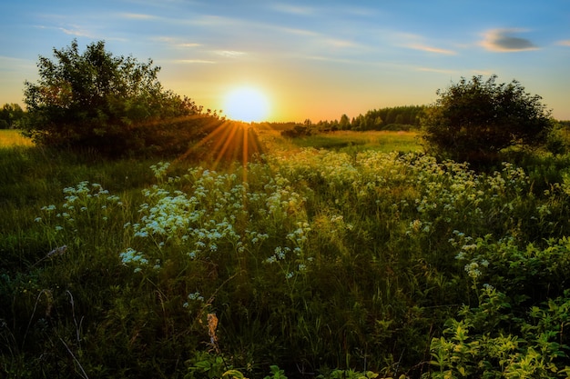 Hermoso amanecer en el campo