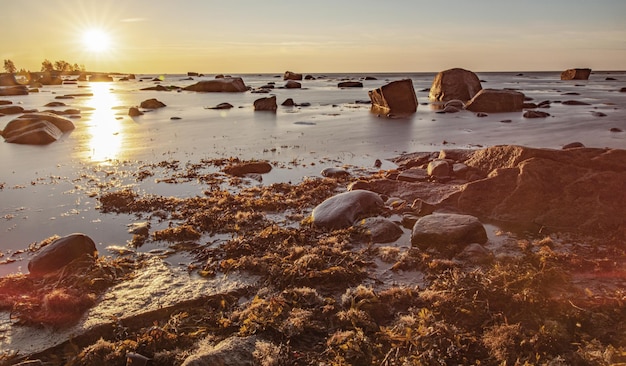 Hermoso amanecer en la orilla del Mar Blanco con piedras y algas en la soleada mañana Belomorsk, Karelia. Imagen de larga exposición y tinte