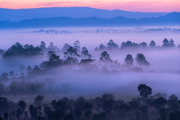 Hermoso amanecer paisaje del bosque