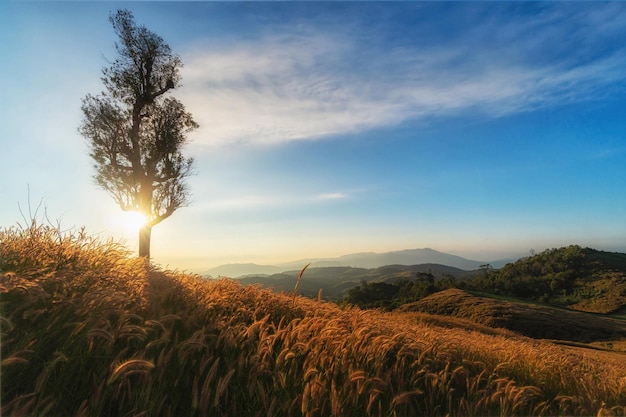 Hermoso amanecer con paisaje de campo de hierba desde un punto de vista invisible en Doi BaJoKow Chiang Mai Tailandia