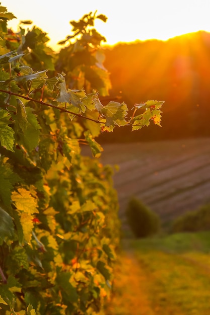 Hermoso amanecer en viñedos cerca de Faenza Italia