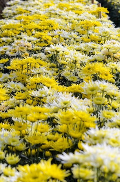 Hermoso amarillo y blanco floral de Crisantemo Morifolium en plantación de campo, negocio de cultivo de jardín de flores en invernadero en la montaña Doi Inthanon, Chiang Mai, industria agrícola en Tailandia