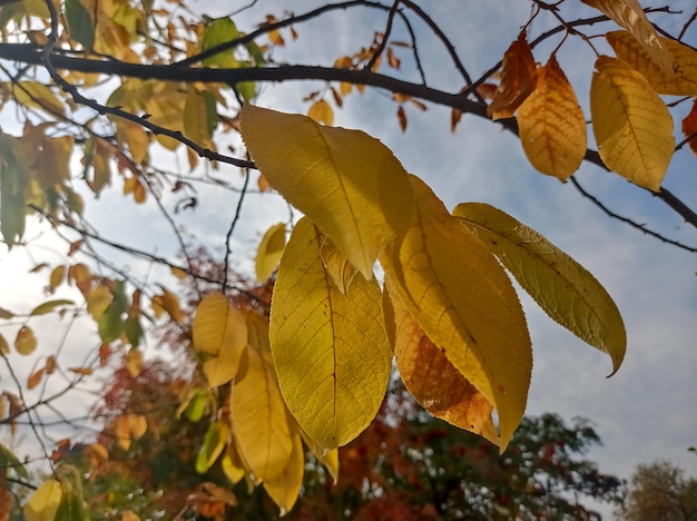 hermoso, amarillo, hojas, pájaro cereza, contra el fondo, azul, cielo, luz, blanco, nubes