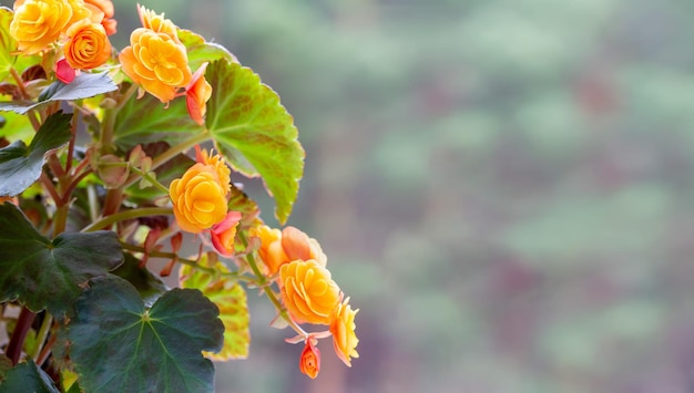 Hermoso amarillo terry begonia elatior Home plantas hobby floricultura