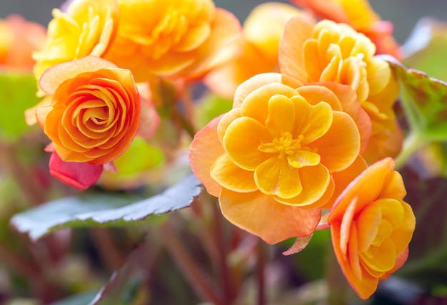 Hermoso amarillo terry begonia elatior Home plantas hobby floricultura