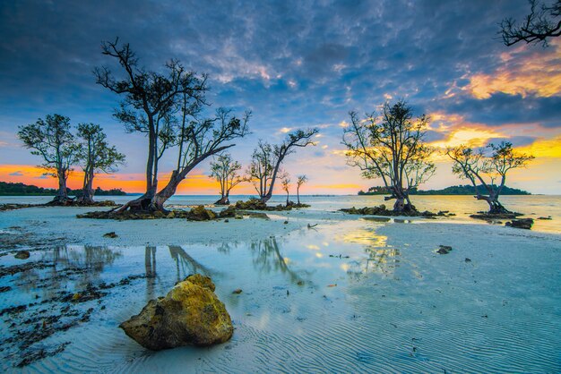Hermoso ambiente de amanecer en la playa con manglares a lo largo de la costa