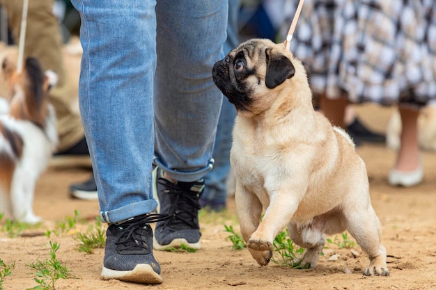 Un hermoso y amigable pug corriendo en una exposición canina