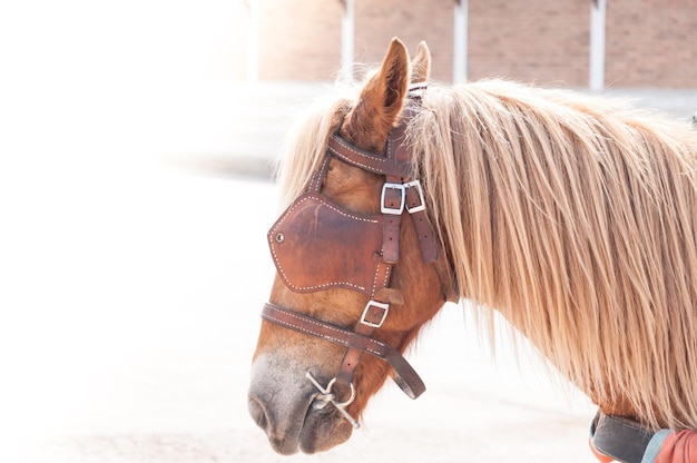 Hermoso animal domesticado a caballo marrón utilizado por humanos como transporte Día de verano