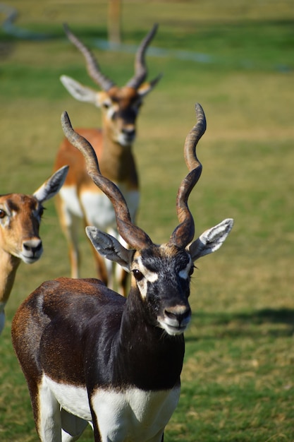 Hermoso antílope Blackbuck (Antilope cervicapra)