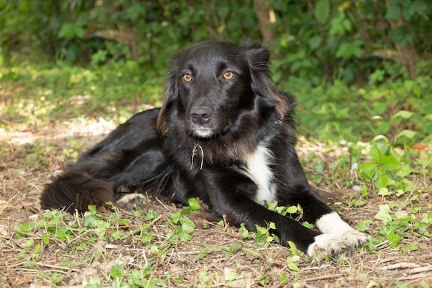 Hermoso y apacible Border Collie tumbado en la hierba afuera