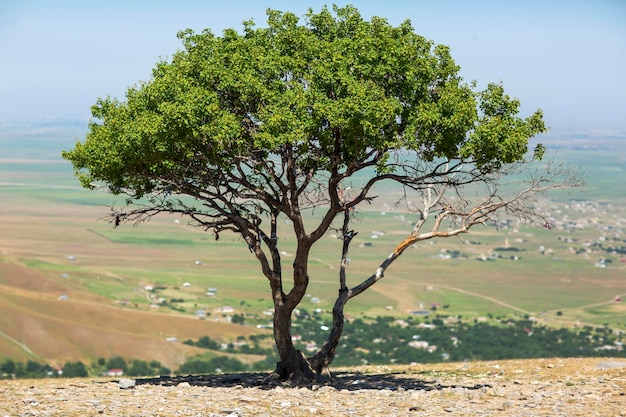 Hermoso árbol alto en las montañas