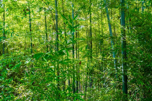 Hermoso árbol de bambú verde en el bosque