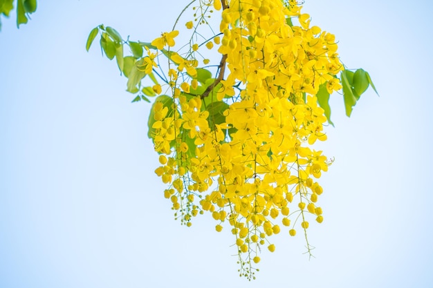 Hermoso árbol de casia árbol de lluvia dorada Flores amarillas de fístula de casia en un árbol en primavera Fístula de casia conocida como el árbol de lluvia dorada o árbol de ducha flor nacional de Tailandia