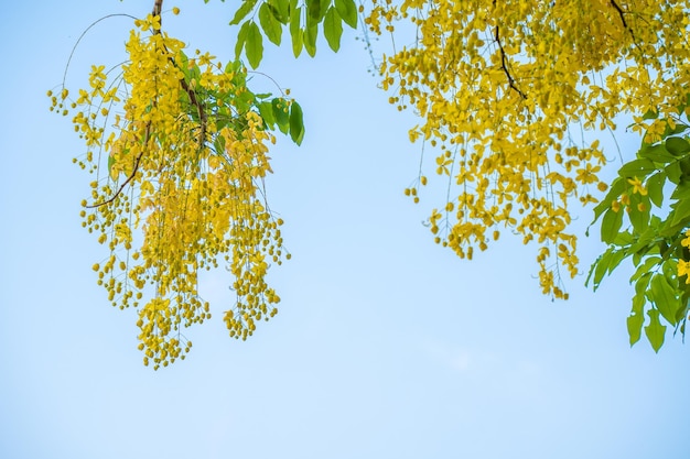 Hermoso árbol de casia árbol de lluvia dorada Flores amarillas de fístula de casia en un árbol en primavera Fístula de casia conocida como el árbol de lluvia dorada o árbol de ducha flor nacional de Tailandia